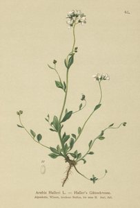 Hallers Vægkarse (Arabis Halleri) af German School