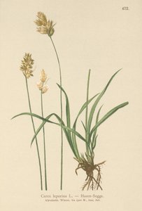 Hare-sedge (Carex leporina, Carex ovalis) af German School