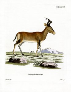 Hartebeest (farvet gravering) af German School