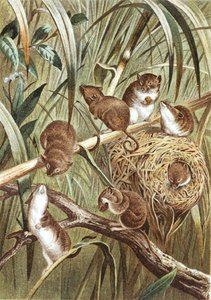 Harvest Mouse, tallerken fra "Brehms Tierleben: Allgemeine Kunde des Tierreichs", bind 2, s.515, udgivet af Bibliographisches Institut af German School