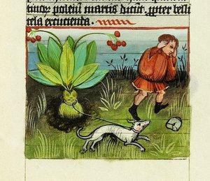 Høst Mandrake, The Nature of Things - Rabanus Maurus, ca. 1425 (gouache på Vellum) af German School
