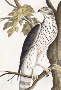 Hawk, 1750-1800dani af German School