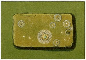 Sunde niveauer af bakterier i drikkevand, ca. 1890 (farvekromolitografi) af German School