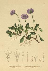 Hjertebladet Kugleblomst (Globularia cordifolia) af German School