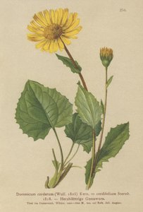 Hjertebladet Leopards Bane (Doronicum cordatum, Doronicum cordifolium, Aronicum cordatum) af German School