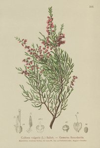 Hedelyng (Calluna vulgaris) af German School