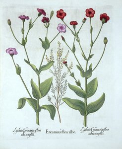 Heather and Two Kinds of Lychnis, fra Hortus Eystettensis, af Basil Besler (1561-1629), pub. 1613 (håndkoloreret gravering) af German School