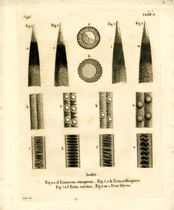 Hedgehog Prickles (farvet gravering) af German School