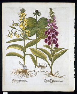 Urt Paris (Solanum quadrifolium), Almindelig Rævehandske (Digitalis Purpurea) Stor gul Rævehandske fra Hortus Eystettensis af Basil Besler (1561-1629) pub 1613 (håndfarvet gravering) af German School