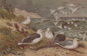 Sildemåge og sortryg, tallerken fra Brehms Tierleben: Allgemeine Kunde des Tierreichs, bind 6, s.108, udgivet af Bibliografisk Institut, 1892 af German School