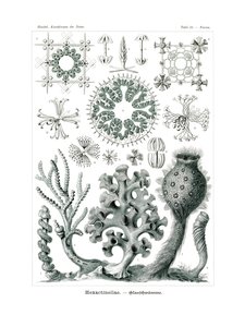 Hexactnellae, 1899-1904 af German School