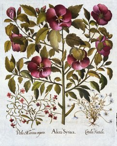 Hibiscus syriacus, Stinking Camomile og fra Hortus Eystettensis, af Basil Besler (1561-1629) pub. 1613 af German School