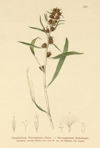 Højlandsknold (Gnaphalium norvegicum ) af German School