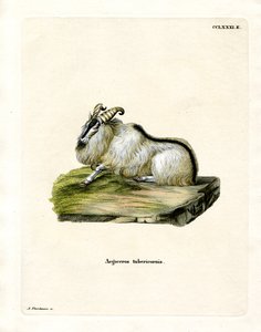 Himalaya Thar (farvet gravering) af German School