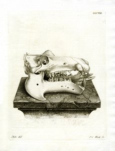 Hippo Skull (farvet gravering) af German School