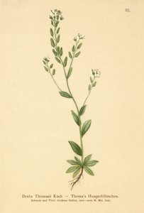 Håret hvidgræs (Draba Thomasii) af German School