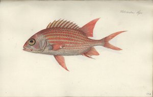 Holocentrus ascensionis, før 1790 (wc på papir) af German School