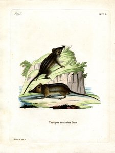 Honey Possum (farvet gravering) af German School