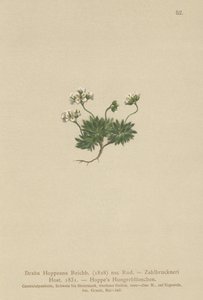 Hoppes Whitlow-grass (Draba Hoppeana, Draba Zahlbruckneri) af German School
