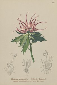 Hornet Rampion (Phyteuma comosum, Physoplexis comosa, Syntoma comosum) af German School