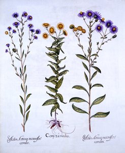 HorseweedButterweedFleabane and European Michaelmas Daisies, fra Hortus Eystettensis, af Basil Besler (1561-1629), pub. 1613 (håndfarvet gravering) af German School