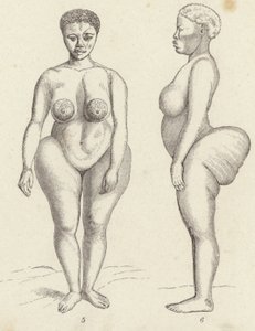 Hottentot Venus (gravering) af German School