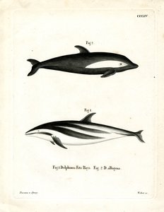 Timeglas Dolphin (farvet gravering) af German School