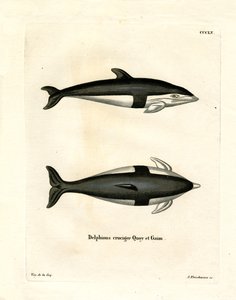 Timeglas Dolphin (farvet gravering) af German School