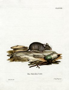 House Mouse (farvet gravering) af German School