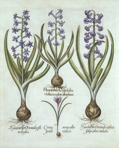 Hyacinths and an Autumn Crocus, fra Hortus Eystettensis, af Basil Besler (1561-1629), pub. 1613 (håndkoloreret gravering) af German School