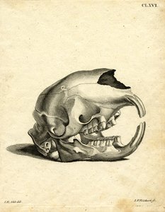 Hyrax Skull (farvet gravering) af German School