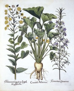I Sprøjtende agurk, ii Narrowleaf Hawkweed, iii Rosemary, fra Hortus Eystettensis, af Basil Besler (1561-1629) pub. 1613 af German School