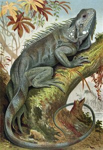 Iguana, tallerken fra Brehms Tierleben> General Knowledge of the Animal Kingdom, vol.7, s.88, udgivet af Bibliografisk Institut, 1892 af German School