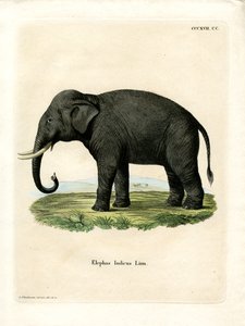 Indisk elefant (farvet gravering) af German School