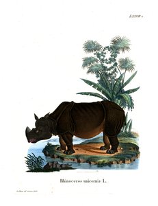 Indisk næsehorn (farvet indgravering) af German School