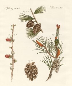 Indfødte nåleskove af German School