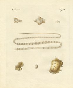 Indvoldsorme (farvet indgravering) af German School