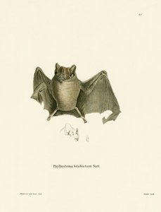 Ipanema Bat (farvet indgravering) af German School