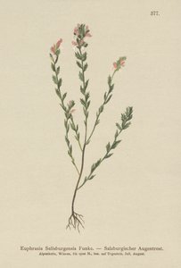 Irsk øjenbryn (Euphrasia Salisburgensis) af German School