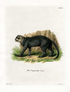 Jaguarundi (farvet gravering) af German School