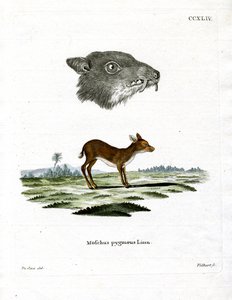 Java Mouse-Deer (farvet gravering) af German School
