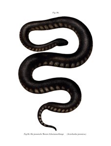 Javan File Snake (farve litho) af German School