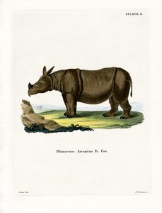 Javan Rhinoceros (farvet gravering) af German School
