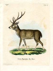 Javan Rusa (farvet gravering) af German School