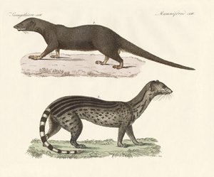 Javanesiske rovdyr (farvet gravering) af German School
