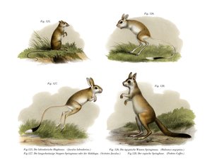 Jerboa, 1860 af German School