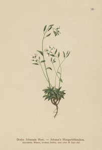 Johns Whitlow-Græs (Draba Johannis) af German School