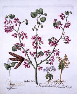 Judas Tree, May Lily, Moonwort, Liverwort, fra Hortus Eystettensis, af Basil Besler (1561-1629), pub. 1613 (håndfarvet gravering) af German School