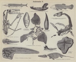 Jurassic fossiler (gravering) af German School