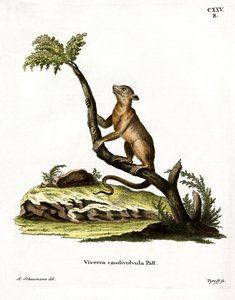 Kinkajou (farvet gravering) af German School